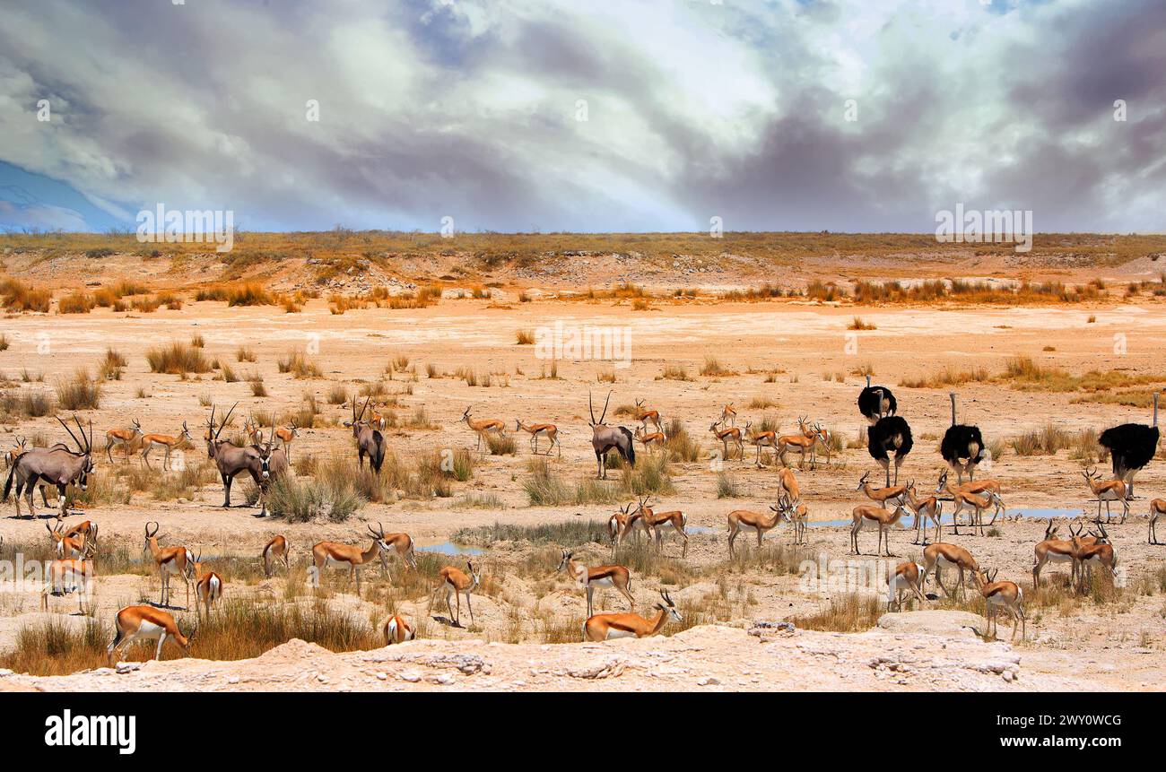 Grand espace désertique avec Oryx, Springbok et beaucoup d'autruches. Il y a un ciel sombre menaçant, sur FOND DE sable orange Banque D'Images