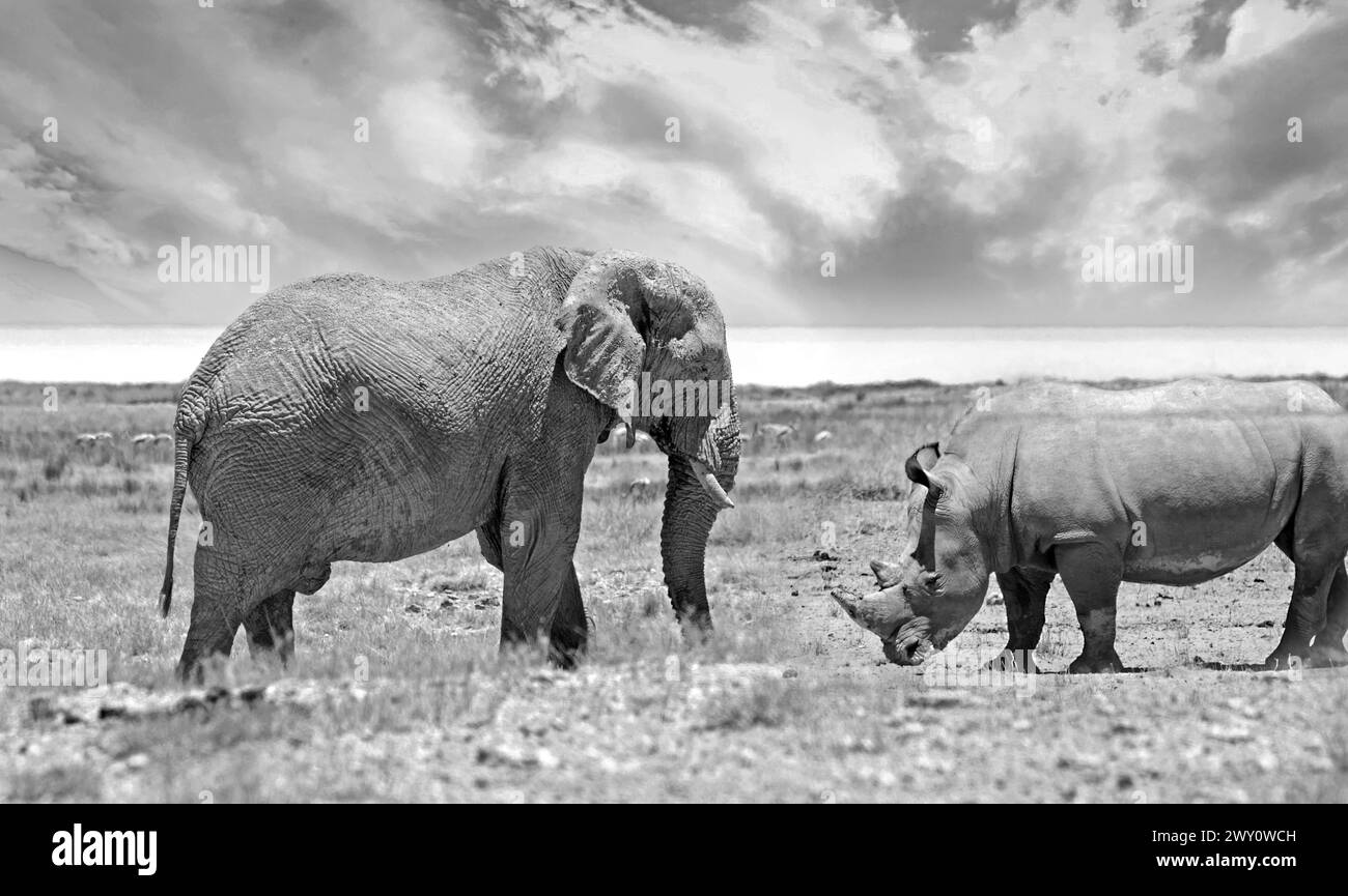 Ghost Elephant et White Rhino mett sur les plaines africaines - en noir et blanc Banque D'Images