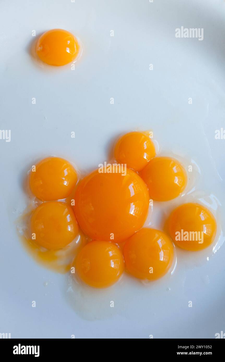 Famille du jaune d'oeuf. Banque D'Images