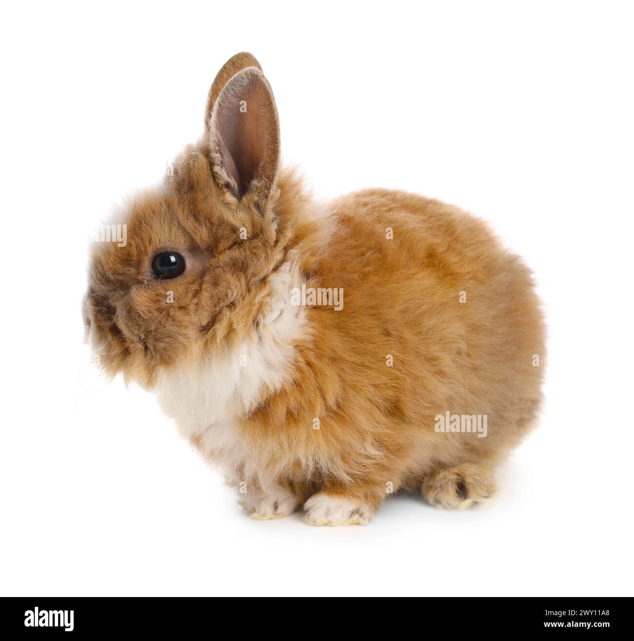 Joli petit lapin sur fond blanc. Adorable animal de compagnie Banque D'Images
