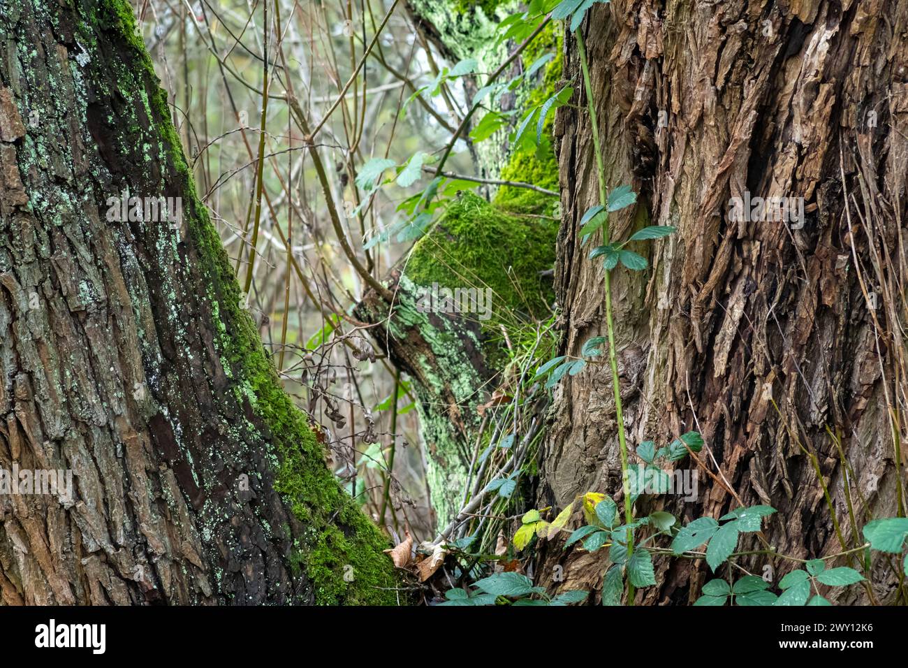 vieille écorce d'un grand arbre Banque D'Images