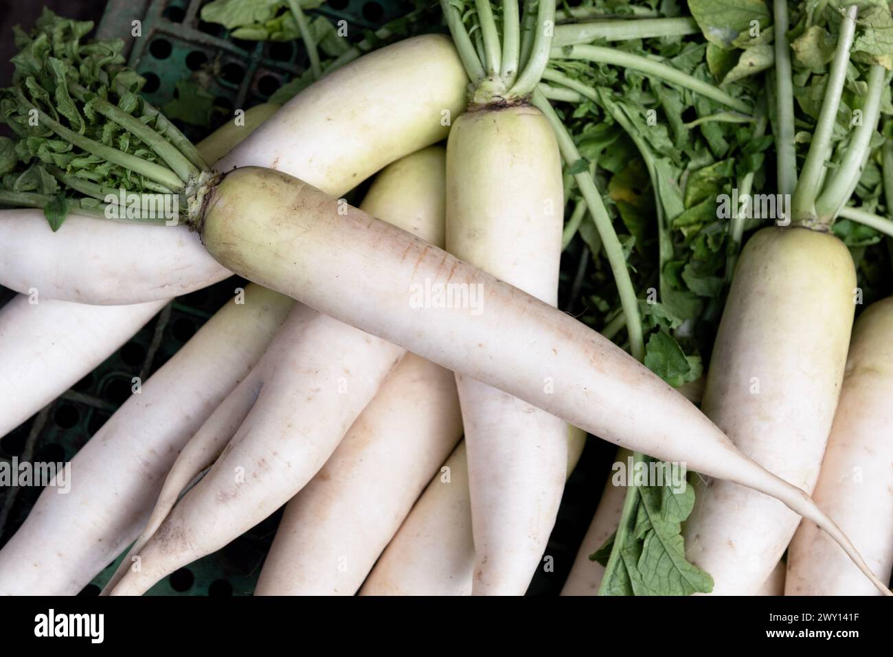 Daikon ou radis blanc Banque D'Images