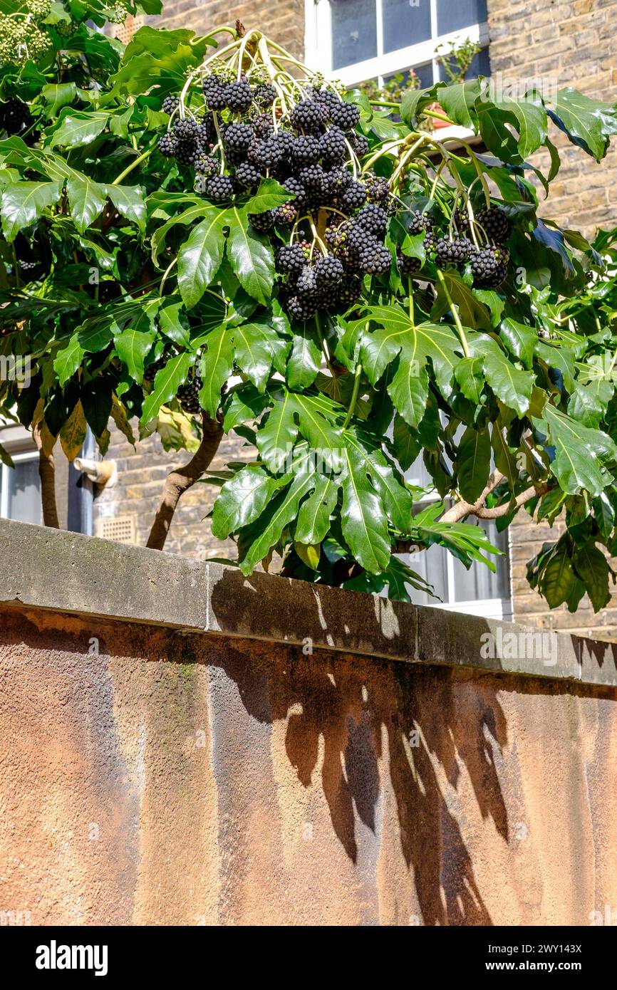 Aralia japonais à grande fructification (Fatsia japonica) cultivant dans un jardin urbain, Londres, Royaume-Uni Banque D'Images