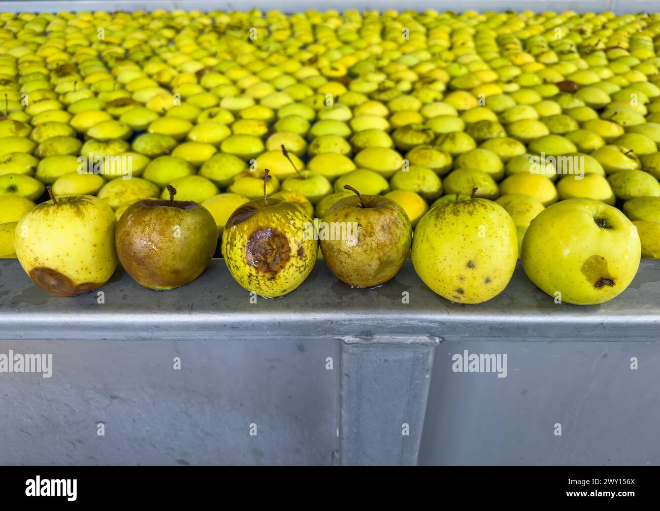Pommes dans une piscine avec de l'eau pour le tri préliminaire dans un grossiste de fruits sur la ligne de production. Contrôle de qualité de Golden Delicious Apples.Apples In Banque D'Images