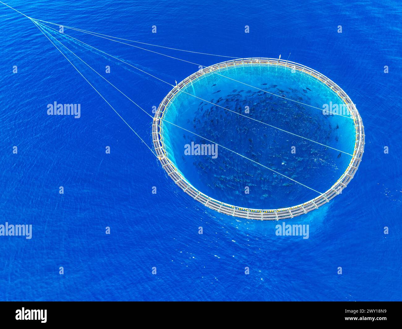 Vue aérienne d'un banc de thons rouges (thunnus thynnus) nageant à l'intérieur d'une cage dans la mer Banque D'Images