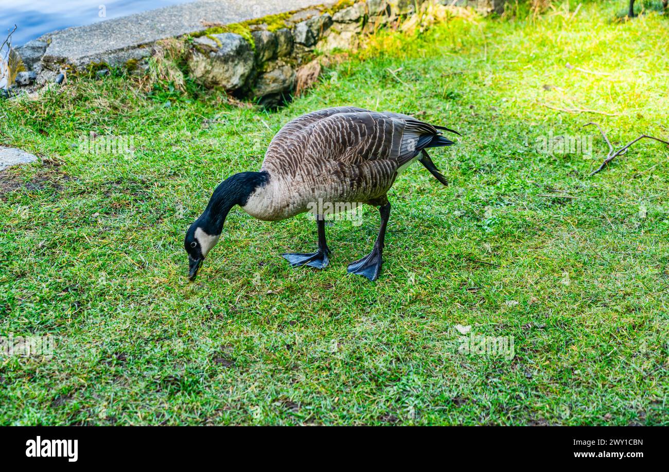 Une photo détaillée d'une oie du Canada au lac Cranberry dans le parc d'État Deception Pass dans l'État de Washington. Banque D'Images