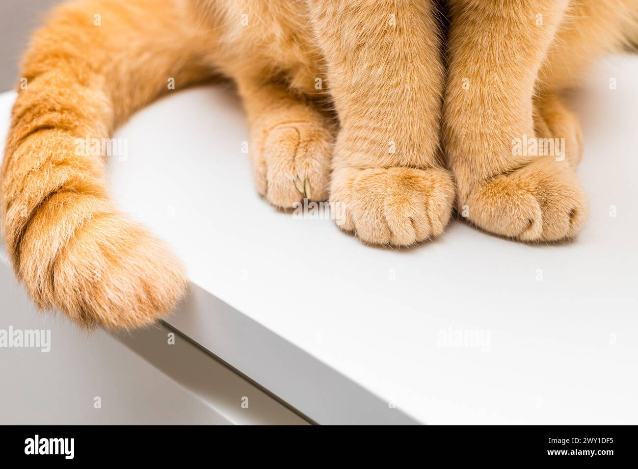 le chat au gingembre est assis sur le bord de la table. les pattes de chat se rapprochent. chat assis sur la table Banque D'Images