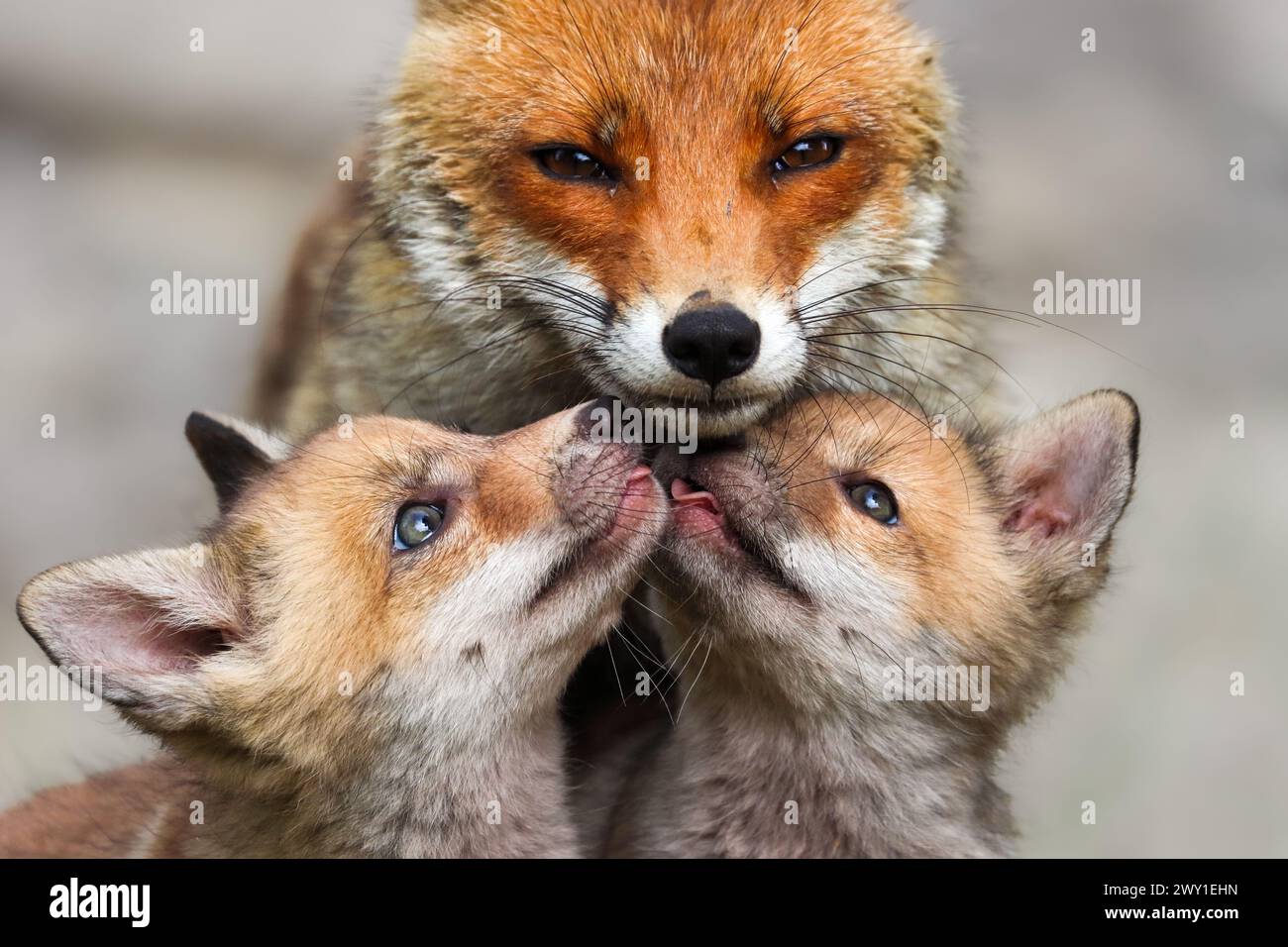 La beauté du renard roux en Italie Banque D'Images