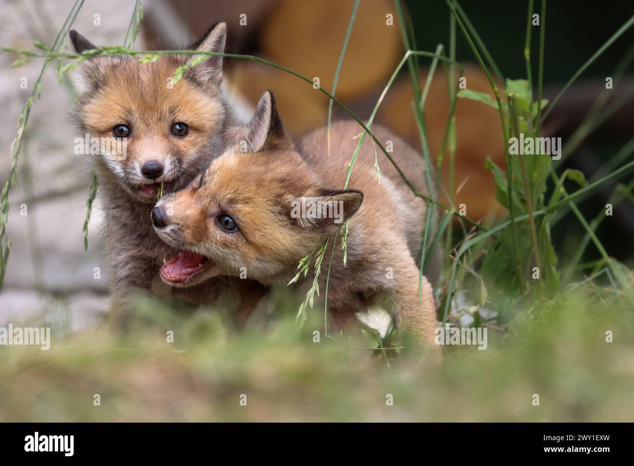 La beauté du renard roux en Italie Banque D'Images