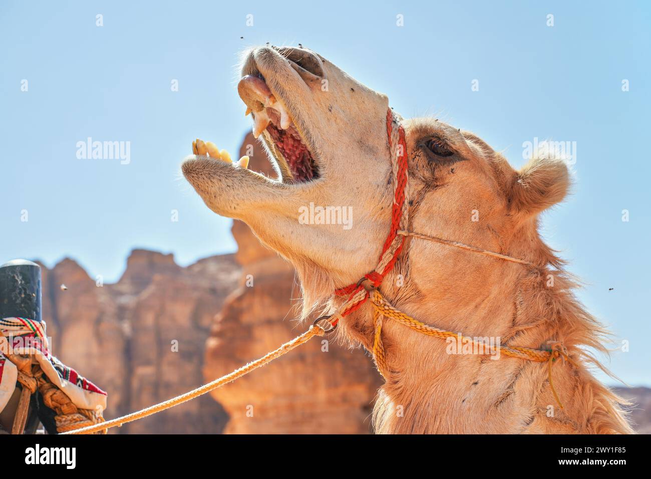 Tête de chameau avec la bouche ouverte - dents visibles, détail en gros plan avec désert rocheux flou et fond de ciel clair Banque D'Images