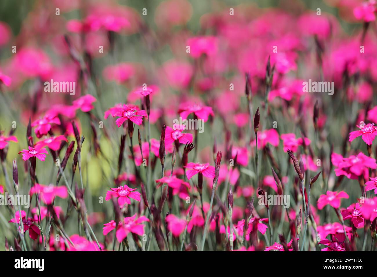 Faible profondeur de champ, peu de fleurs sont mises au point. Fleurs d'œillet de jardin rose vif sur prairie verte. Fond de printemps abstrait Banque D'Images