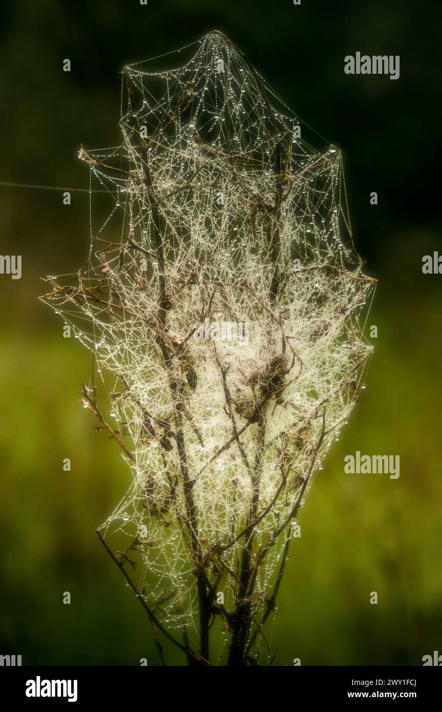 toile d'araignée humide dans la rosée dans un champ Banque D'Images