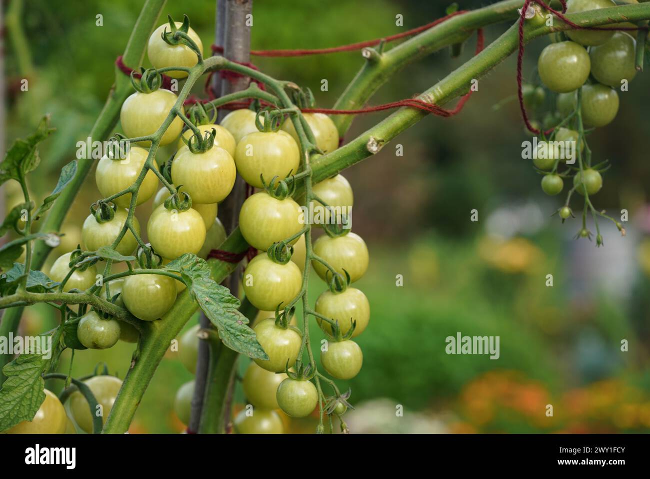 Bouquet de tomates vertes non mûres poussant sur un petit buisson dans le jardin, gros plan Banque D'Images