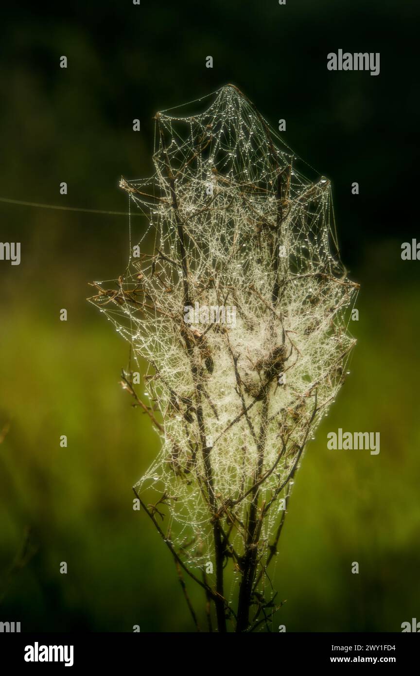 toile d'araignée humide dans la rosée dans un champ Banque D'Images