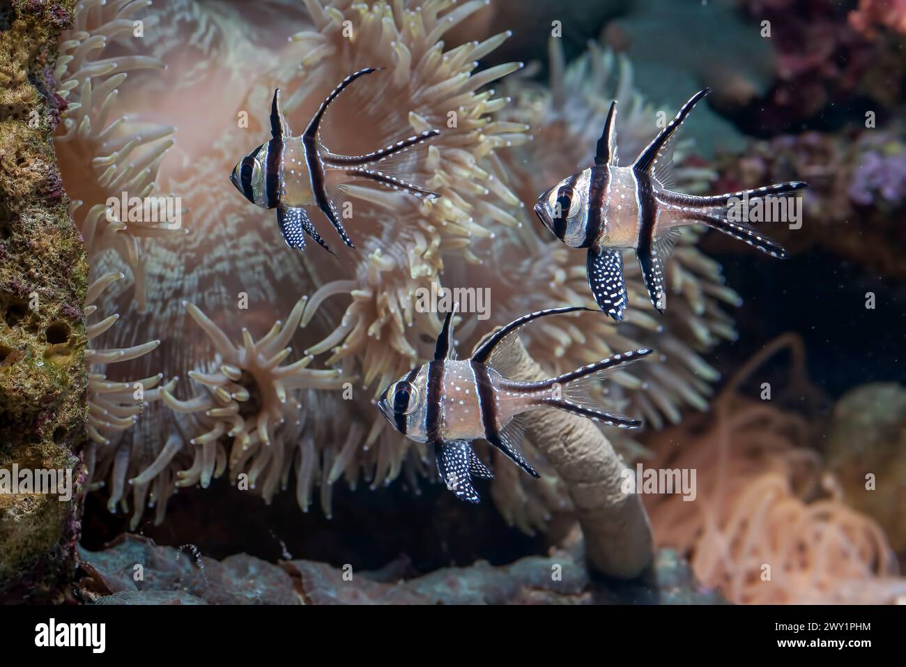 Un groupe de petits poissons nageant au fond de l'étang Banque D'Images