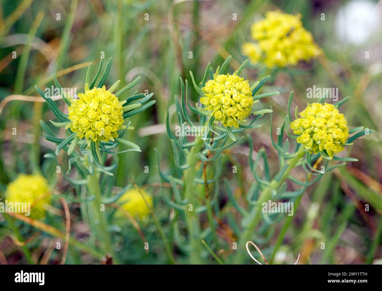 Ypress spurge, Zypressen-Wolfsmilch, Euphorbe petit-cyprès, Euphorbia cyparissias, farkas kutyatej, Budapest, Hongrie, Magyarország, Europe Banque D'Images