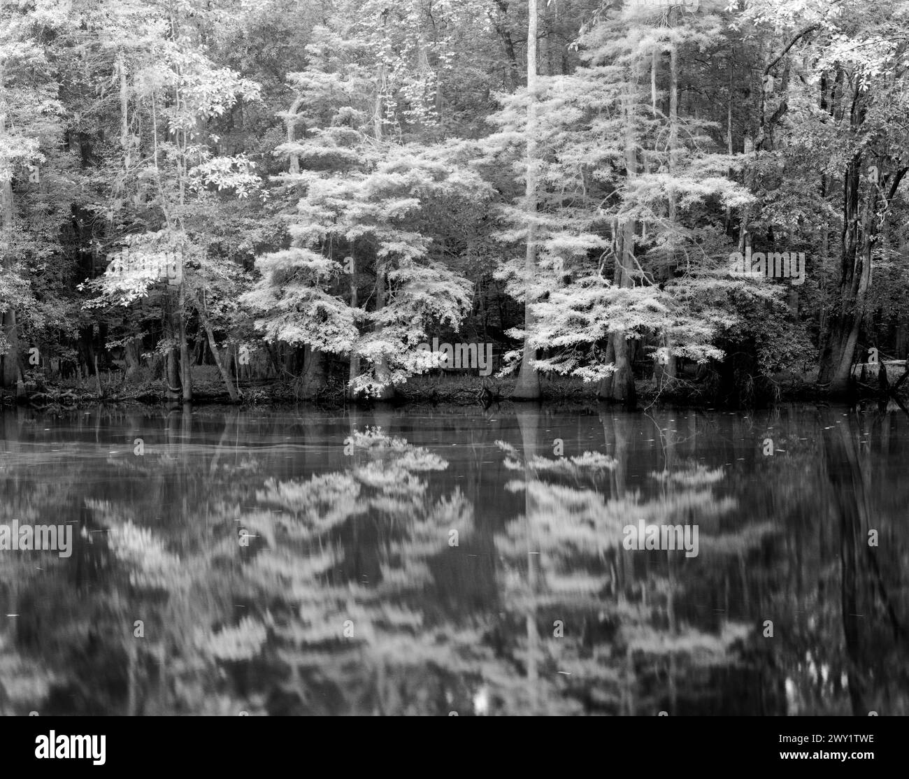 BW01683-00..... CAROLINE DU SUD - réflexions au lac Weston dans le parc national de Congaree. Banque D'Images