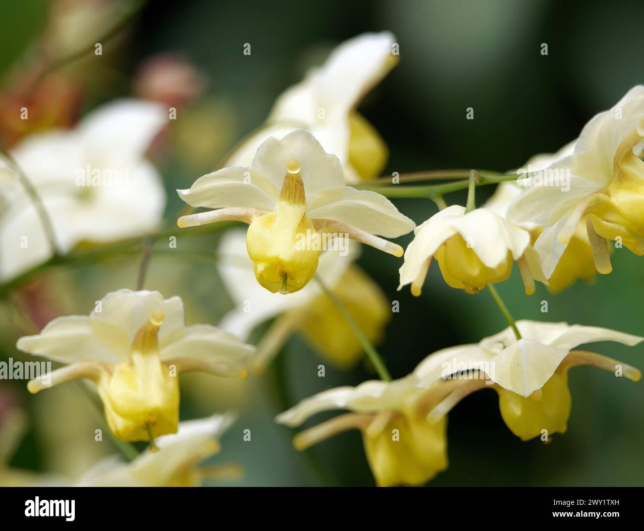 Barrenwort, Epimedium x versicolor 'Sulphureum', kénsárga tündérvirág Banque D'Images