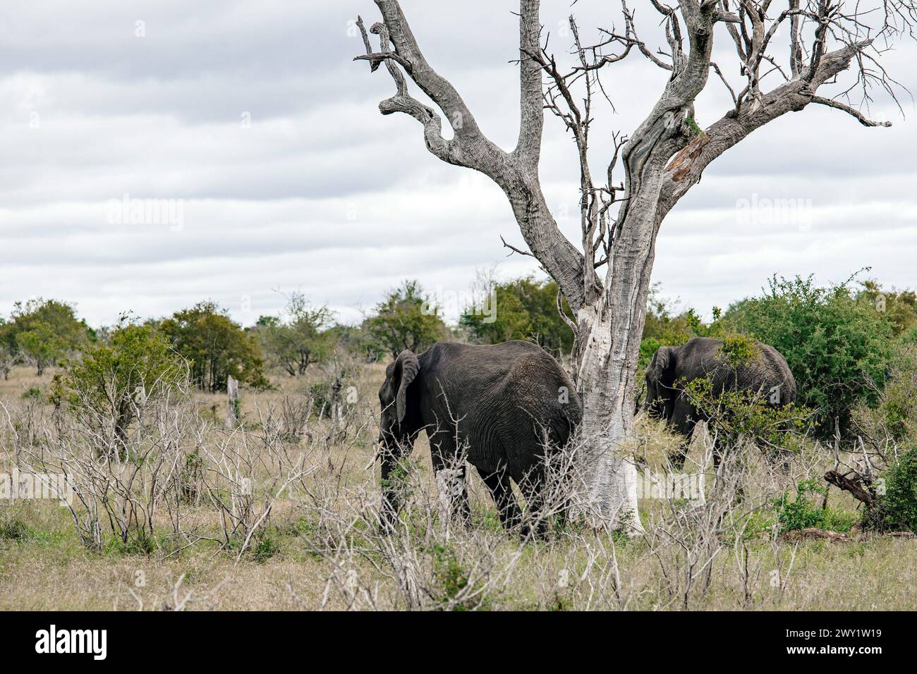 Deux éléphants d'Afrique marchent sur la savane, près de l'arbre séché. Safari dans le parc national Kruger, Afrique du Sud. Animaux de la faune de fond, nature sauvage Banque D'Images