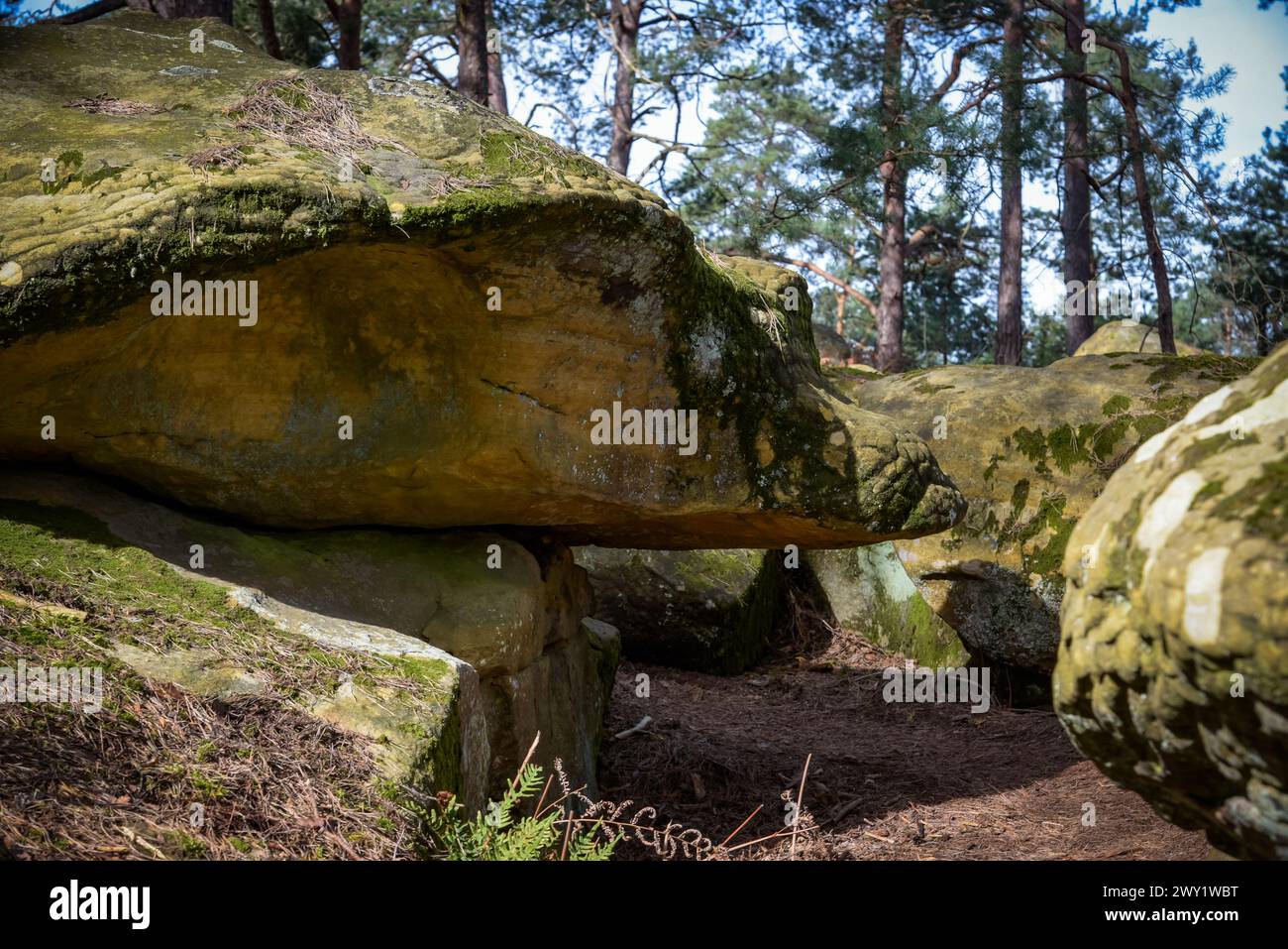 Vue sur un rocher en forme de tortue dans la forêt de Fontainebleau en Seine et Marne Banque D'Images