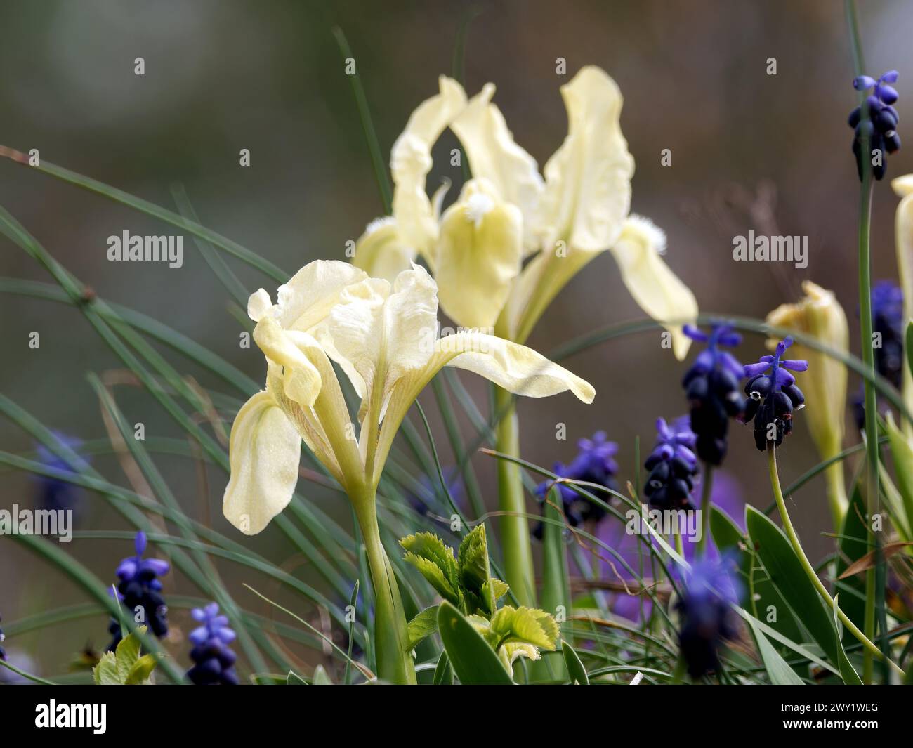 Iris pygmée, iris nain, Zwerg-Schwertlilie, Iris nain, Iris pumila, apró nőszirom, Hongrie, Magyarország, Europe Banque D'Images