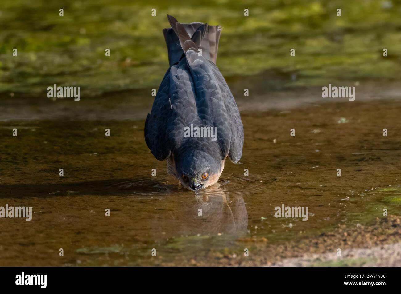 le sparrowhawk eurasien (Accipiter nisus), également connu sous le nom de sparrowhawk du nord ou simplement de sparrowhawk, observé dans la réserve du léopard de Jhalana dans le Rajas Banque D'Images