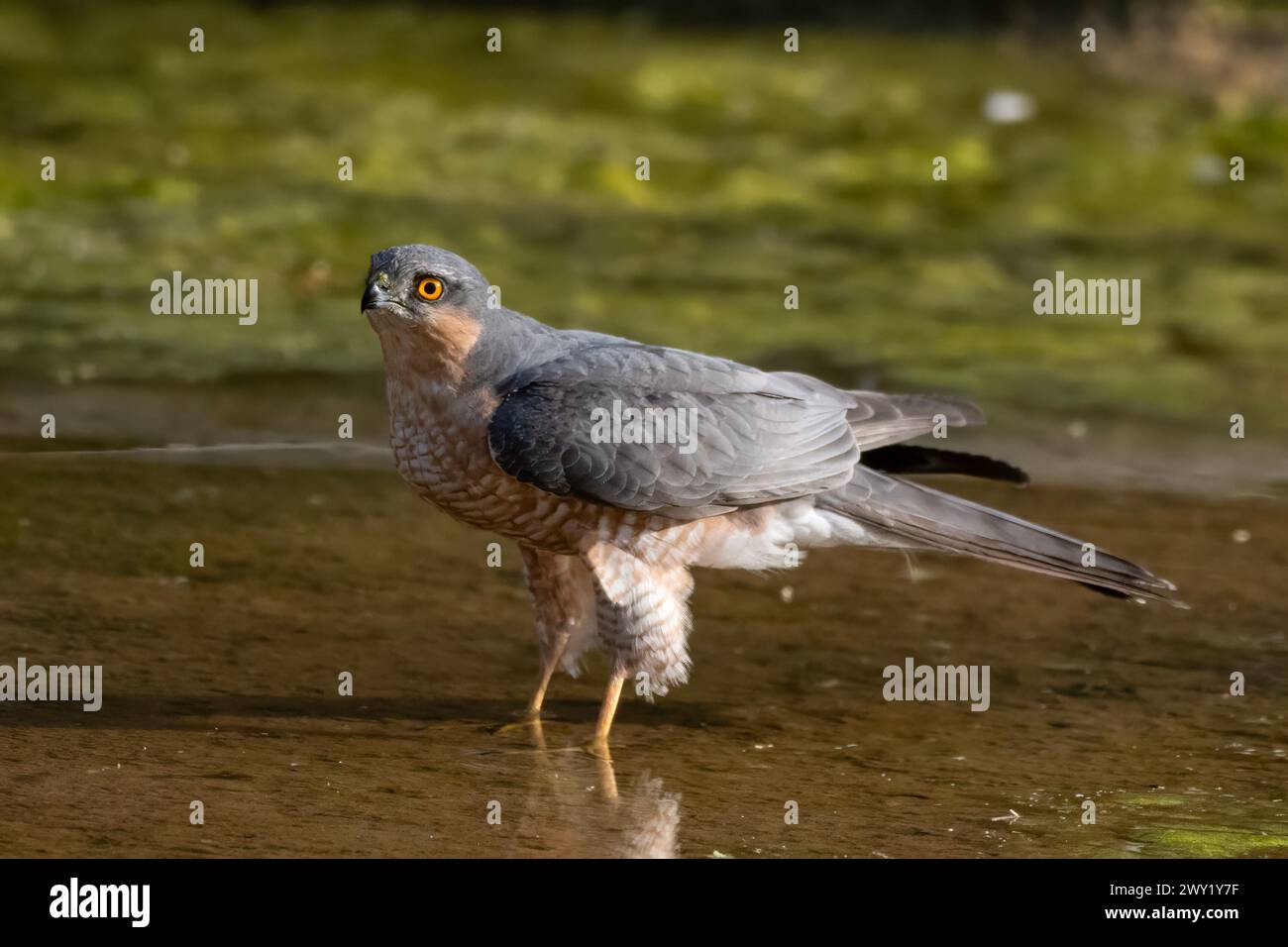 le sparrowhawk eurasien (Accipiter nisus), également connu sous le nom de sparrowhawk du nord ou simplement de sparrowhawk, observé dans la réserve du léopard de Jhalana dans le Rajas Banque D'Images