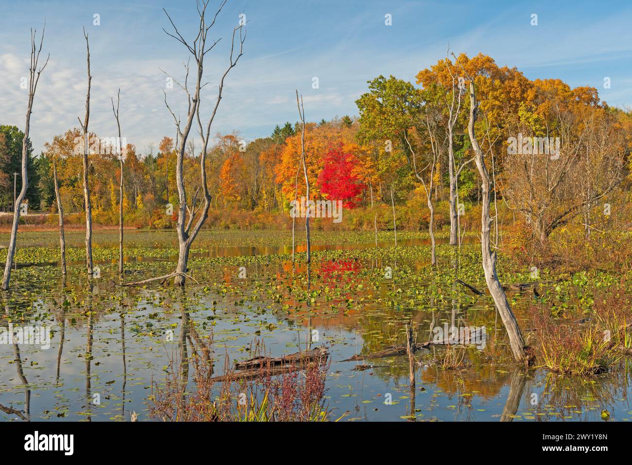 Couleurs d'automne sur un étang de terres humides dans le parc national de Cuyahoga Valley dans l'Ohio Banque D'Images