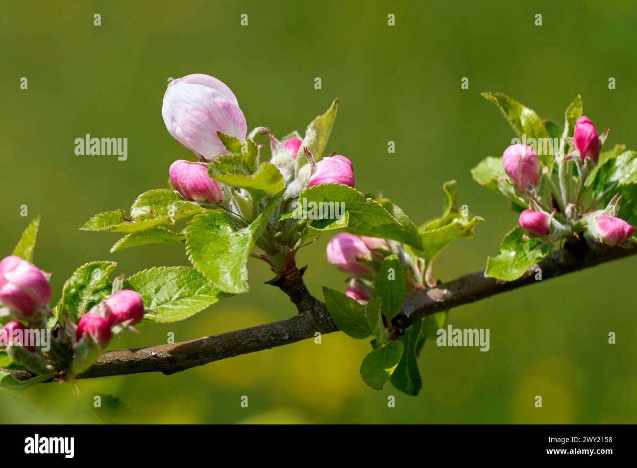 Bourgeons roses avec des feuilles vertes sur la branche d'un pommier Banque D'Images