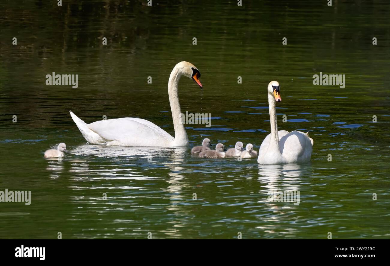 Famille Swan - Mute Swan (Cygnus olor) couple avec cinq jeunes nageant sur l'eau Banque D'Images
