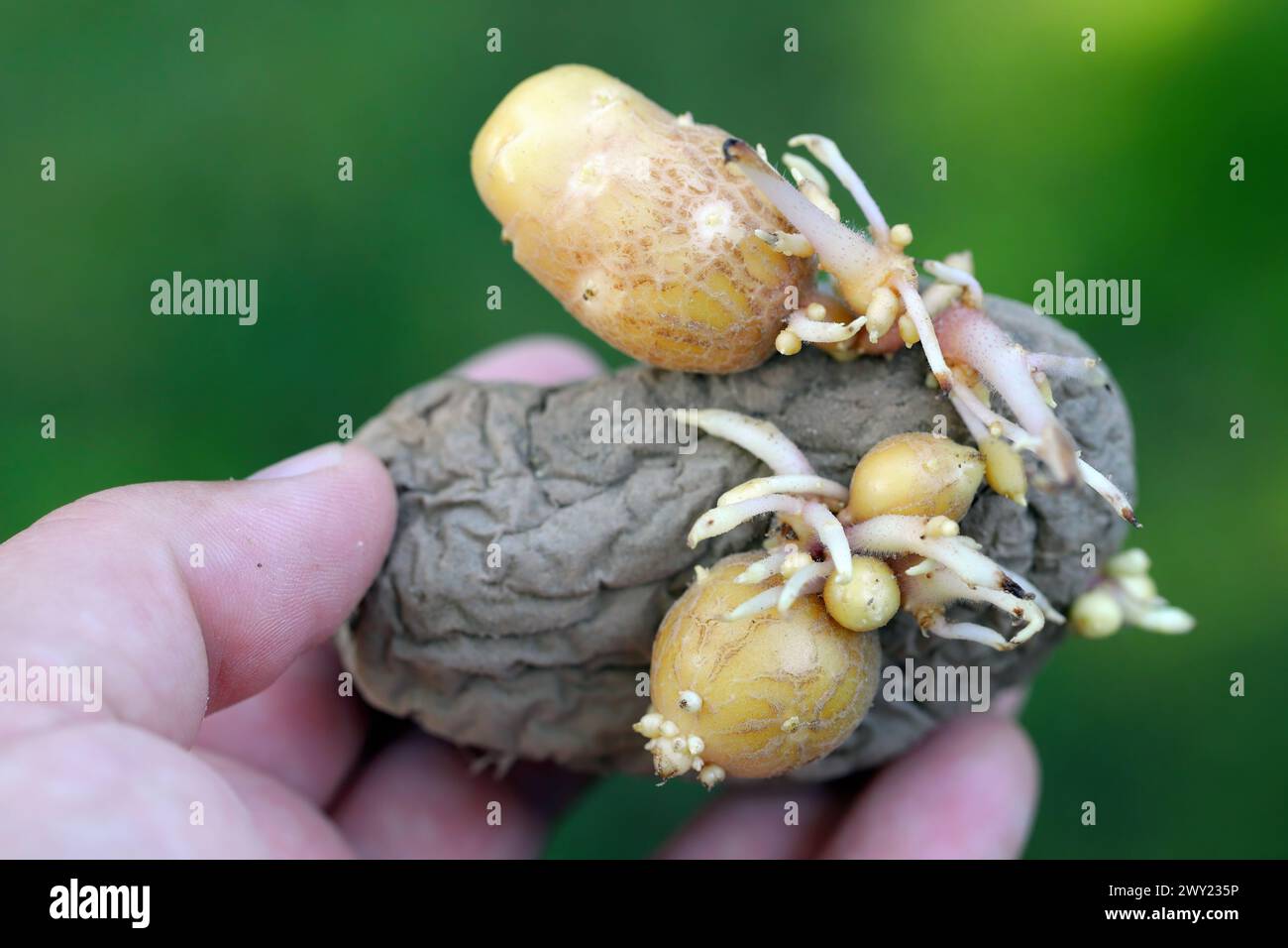 Croissance secondaire des tubercules par phytotoxicité du glyphosate. Banque D'Images