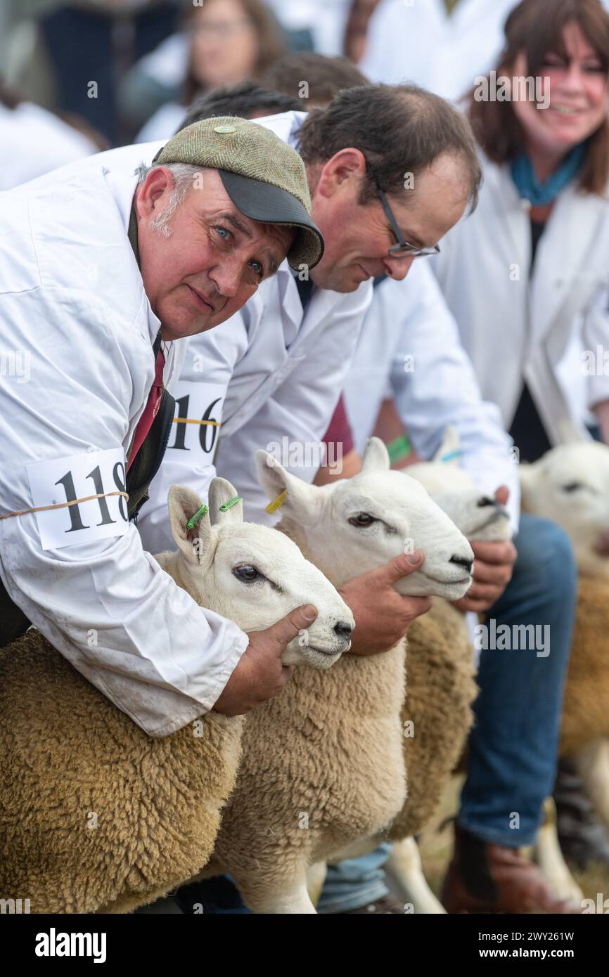 Jugeant les moutons Cheviot du Nord du pays lors de leur exposition nationale tenue au Black Isle Show, Écosse, 2022. Banque D'Images
