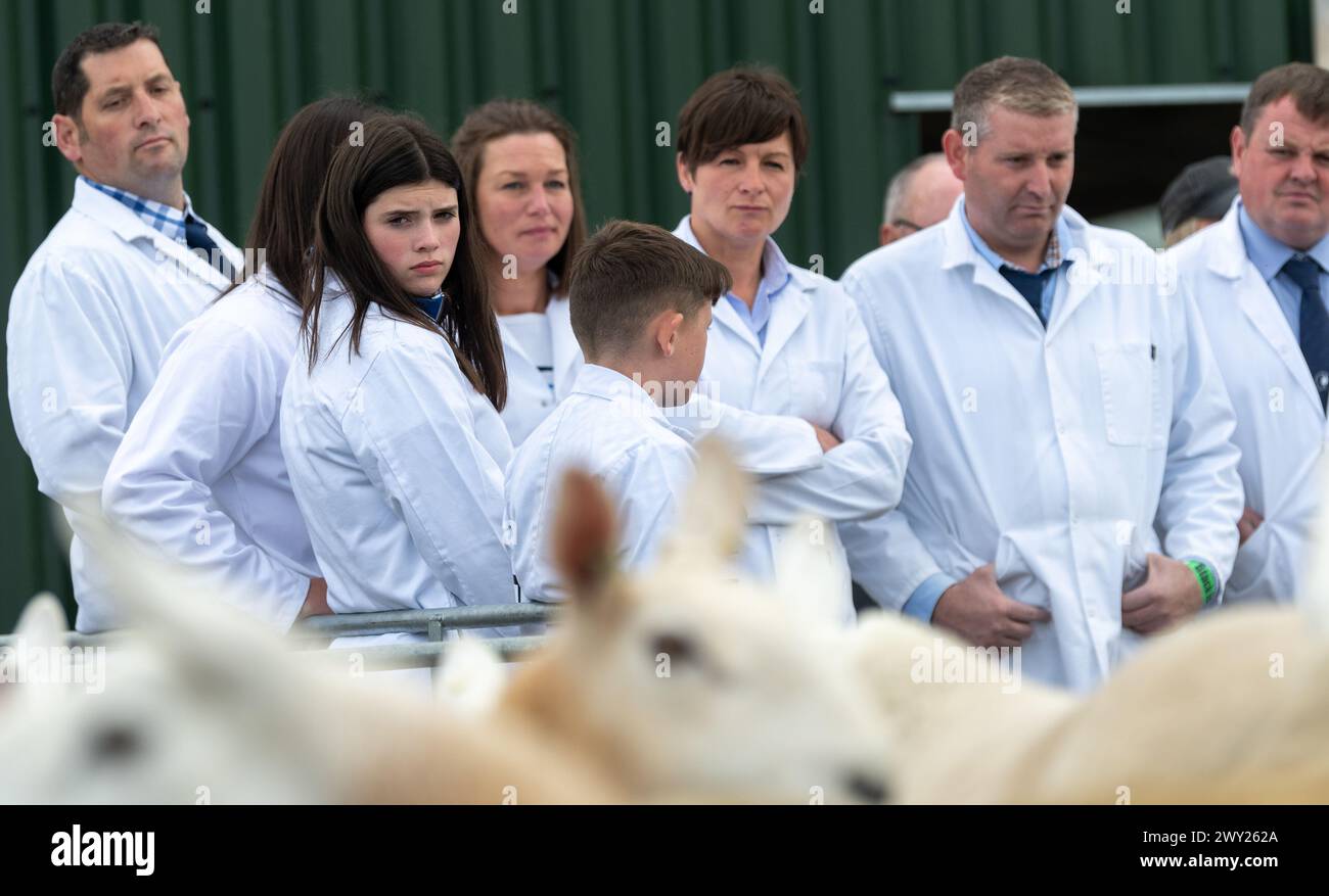 Jugeant les moutons Cheviot du Nord du pays lors de leur exposition nationale tenue au Black Isle Show, Écosse, 2022. Banque D'Images
