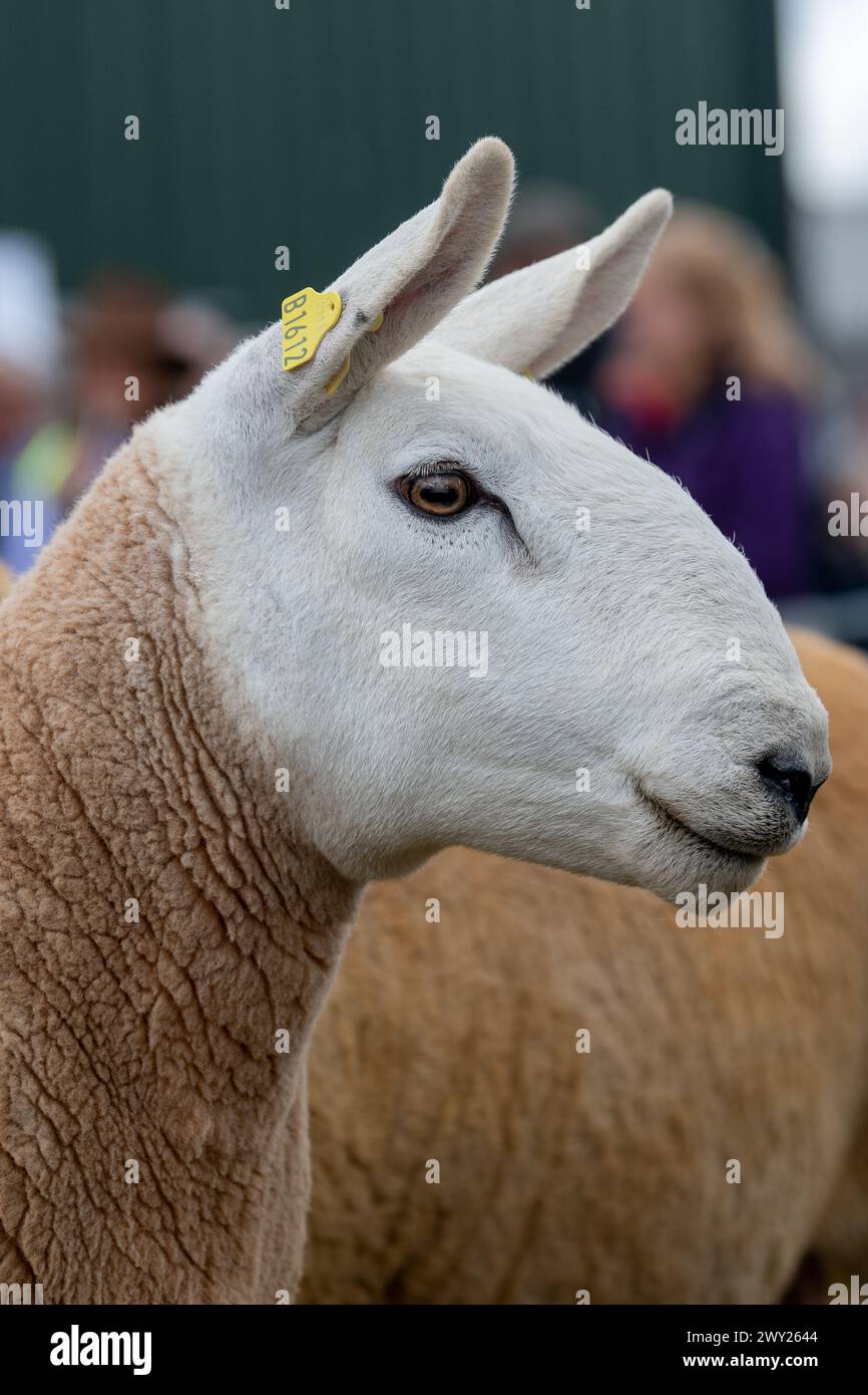 Jugeant les moutons Cheviot du Nord du pays lors de leur exposition nationale tenue au Black Isle Show, Écosse, 2022. Banque D'Images