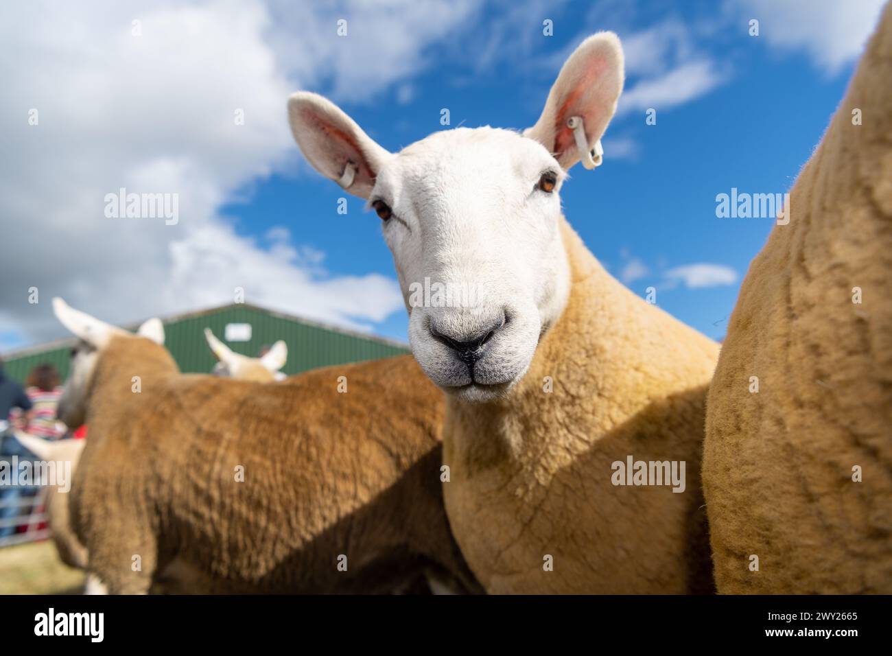 Jugeant les moutons Cheviot du Nord du pays lors de leur exposition nationale tenue au Black Isle Show, Écosse, 2022. Banque D'Images