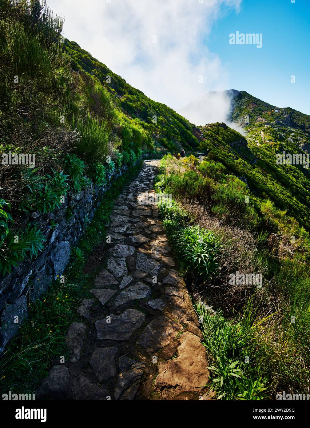 Sentier PR1, Pico do Arierio à Pico Ruivo randonnée, sur l'île de Madère, Portugal, Europe Banque D'Images