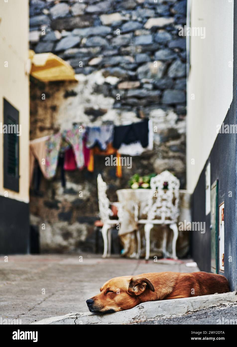 Chien dormant dans les rues de Machico, Portugal, Europe Banque D'Images