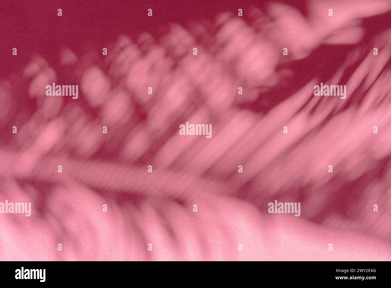 Ombre floue de feuilles de palmier tropical sur fond de mur rose. Concept d'été. Banque D'Images