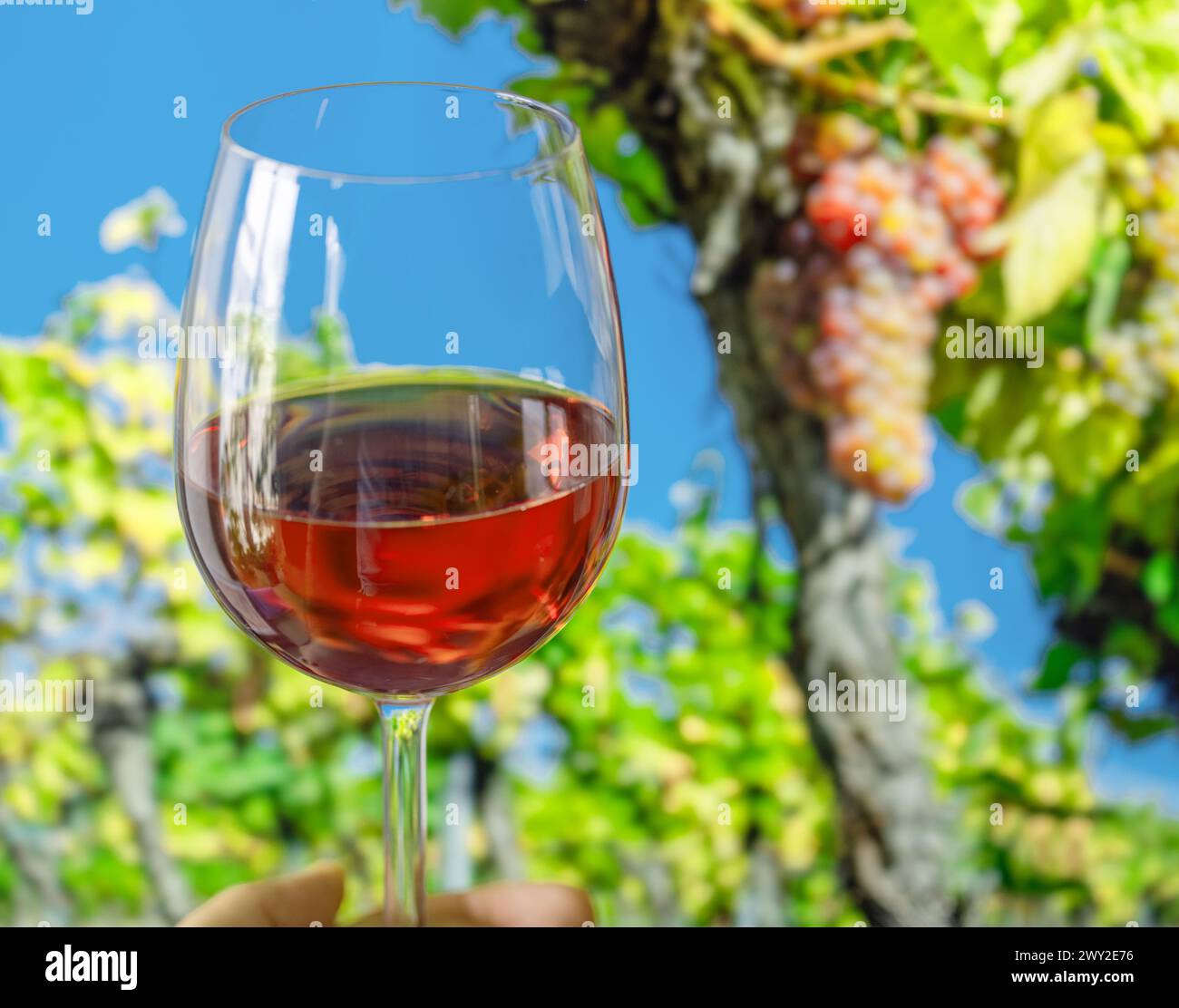 Verre de vin rose dans la main de l'homme et grappe de raisins sur la vigne à l'arrière-plan. Banque D'Images