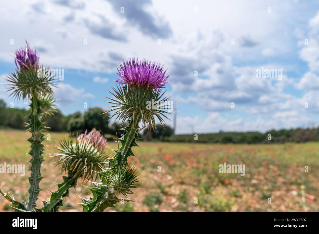 Grande bardane et magnifique ciel nuageux à l'arrière-plan. Banque D'Images