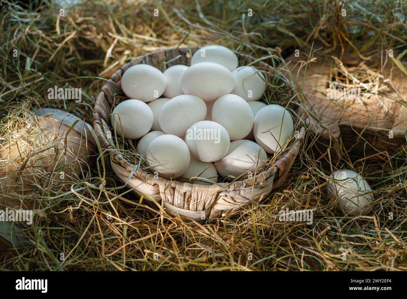 Œufs de poule blancs dans le nid de paille dans le poulailler. Banque D'Images