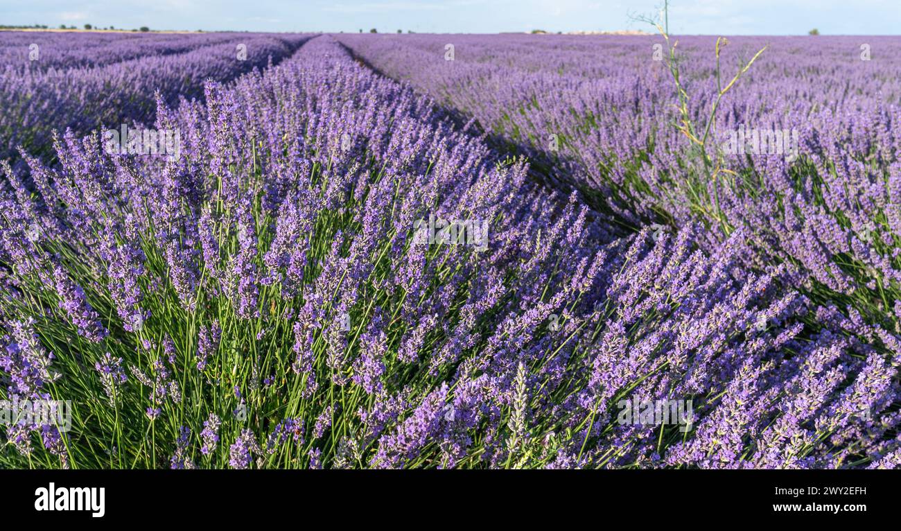 Champ de lavande en fleur. Rangées de buissons de lavande s'étendant à l'horizon. Brihuega, Espagne. Banque D'Images