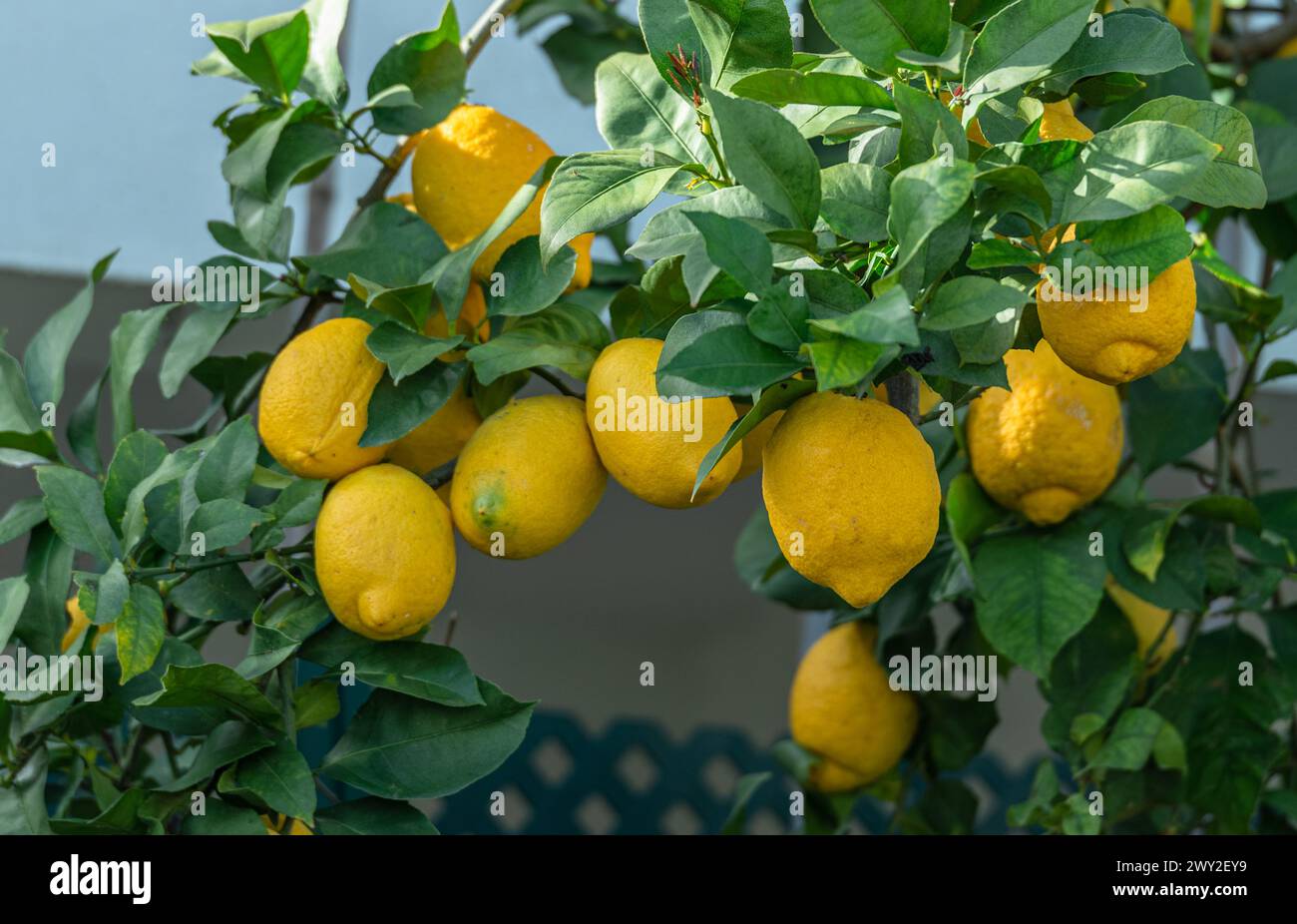 Fruits de citron mûrs sur citronnier et ciel bleu à l'arrière-plan. Banque D'Images