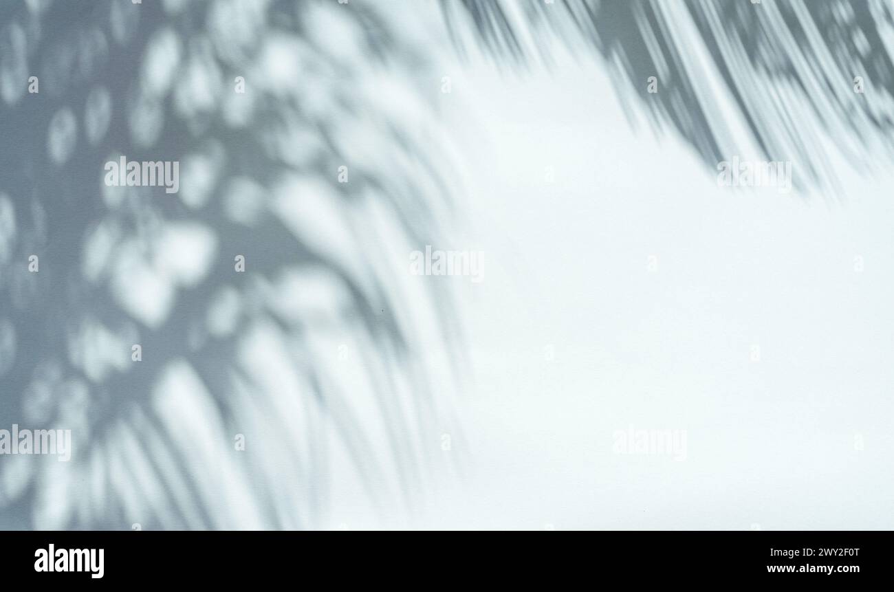 Ombre floue des feuilles de palmier tropical sur fond de mur gris. Concept d'été. Banque D'Images