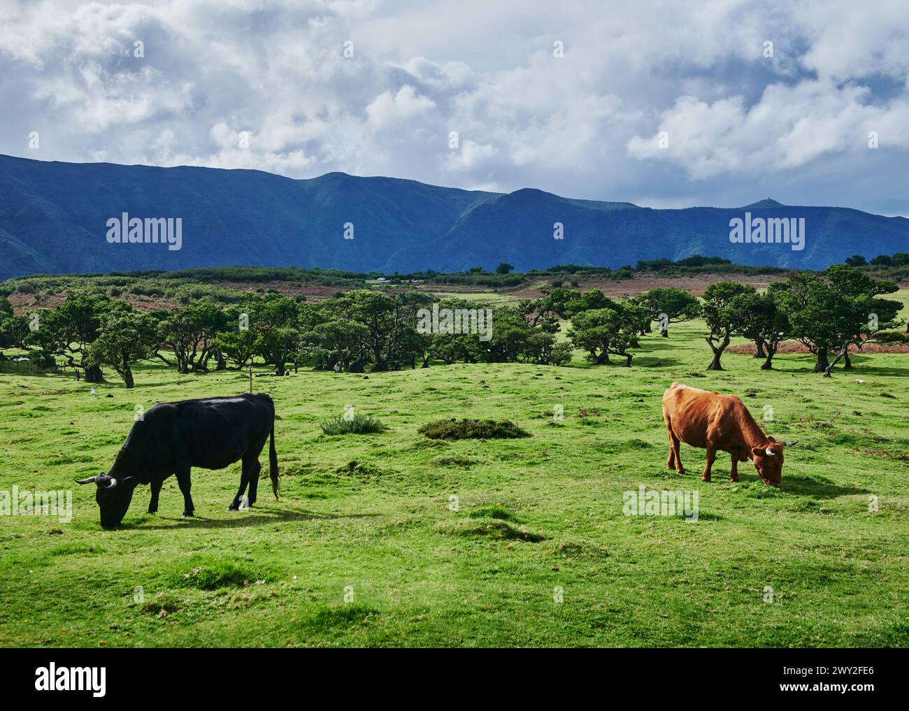 Vaches sur un pré dans la forêt de Fanal, Madère, Portugal, Europe Banque D'Images