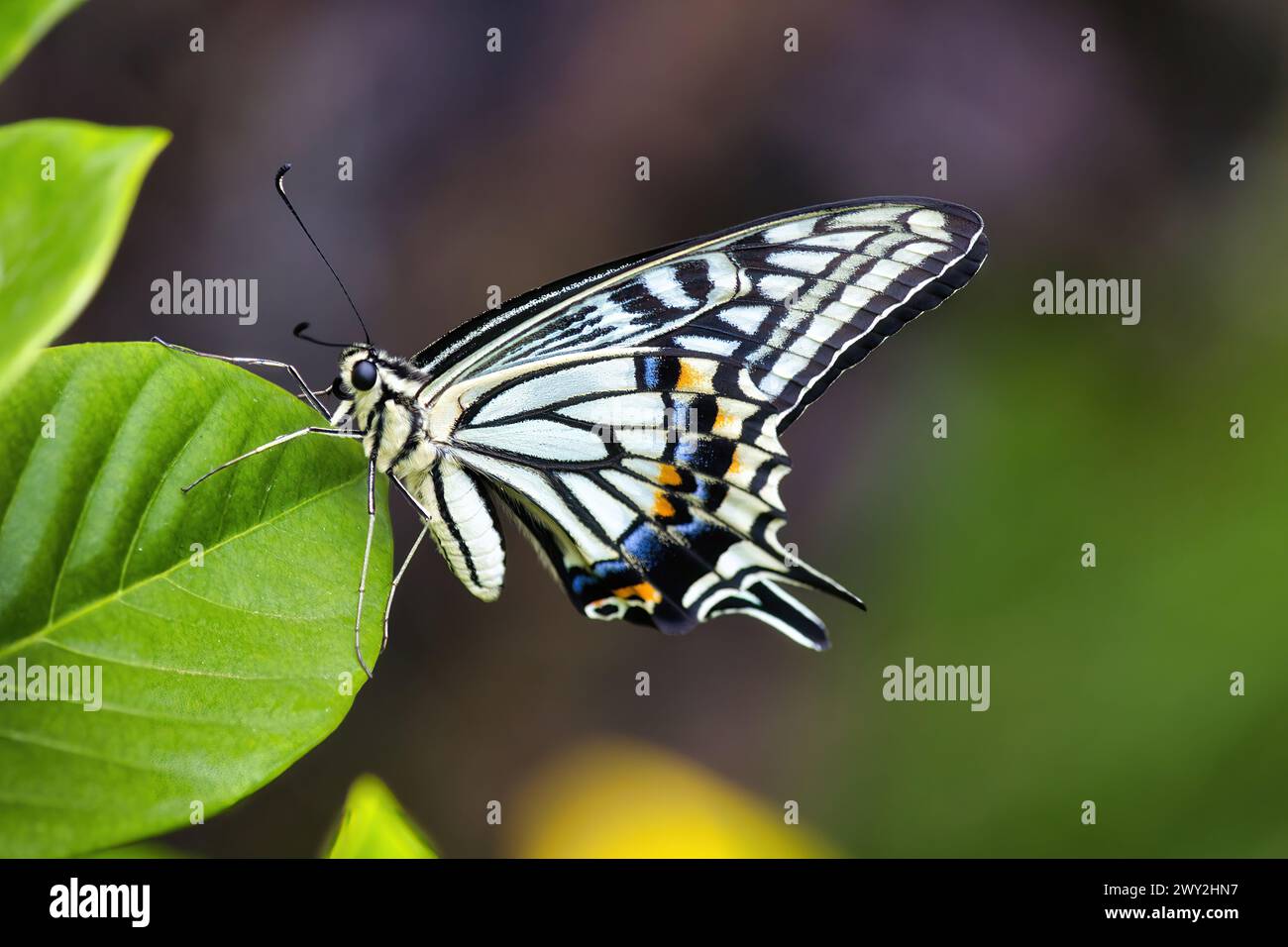 Vue en ultra gros plan d'un papillon asiatique à queue d'aronde. Banque D'Images