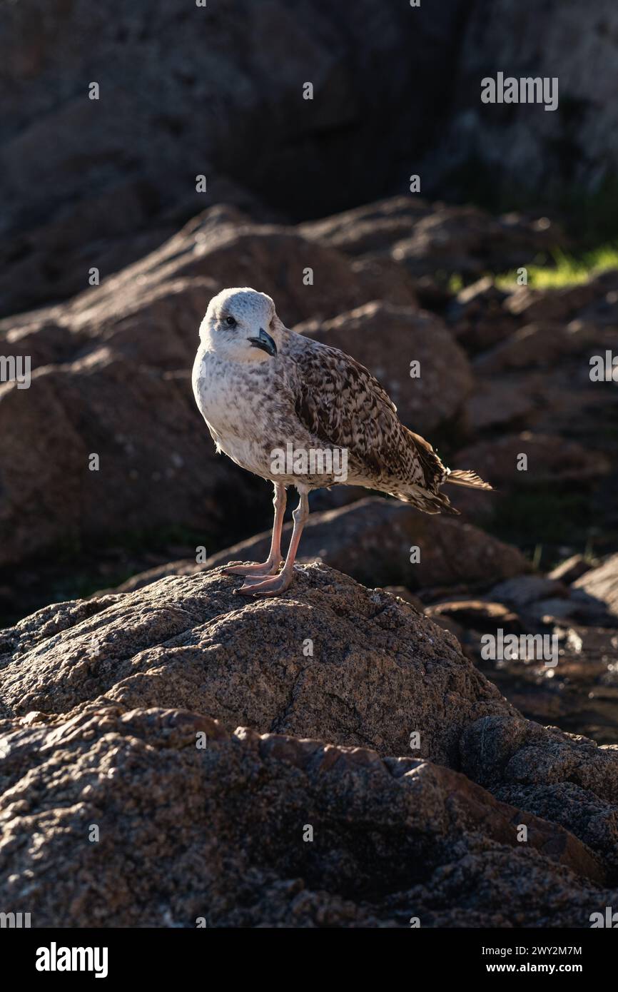 Une mouette regardant dans la direction de la caméra, perchée sur les rochers. Lumière latérale du lever du soleil. Banque D'Images