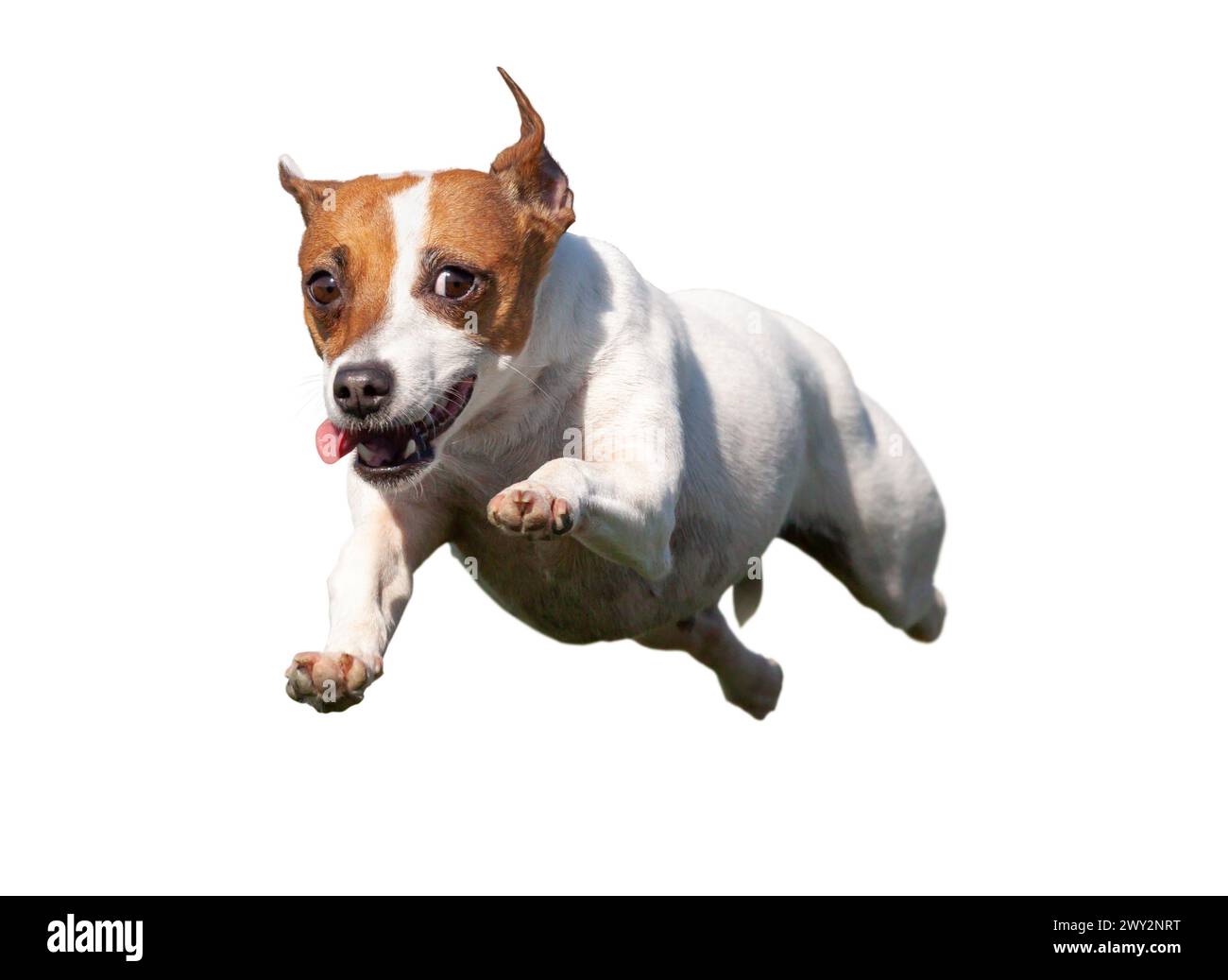 Joyeux Jack Russell Terrier chiot chien volant dans l'air isolé sur blanc. Banque D'Images