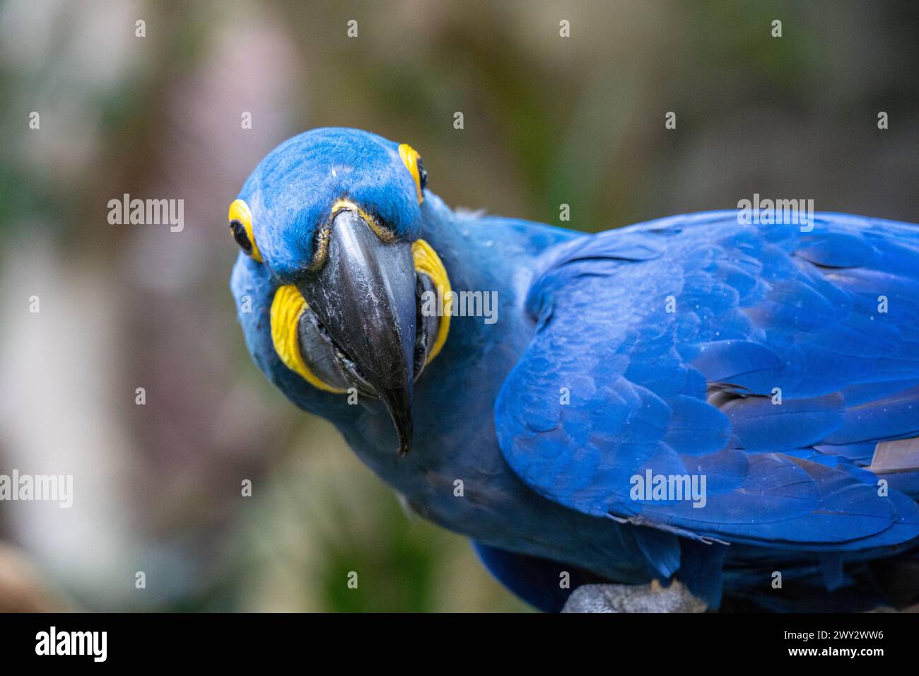 Gros plan de Bright Blue Macaw avec des yeux jaunes dans Aviary Banque D'Images