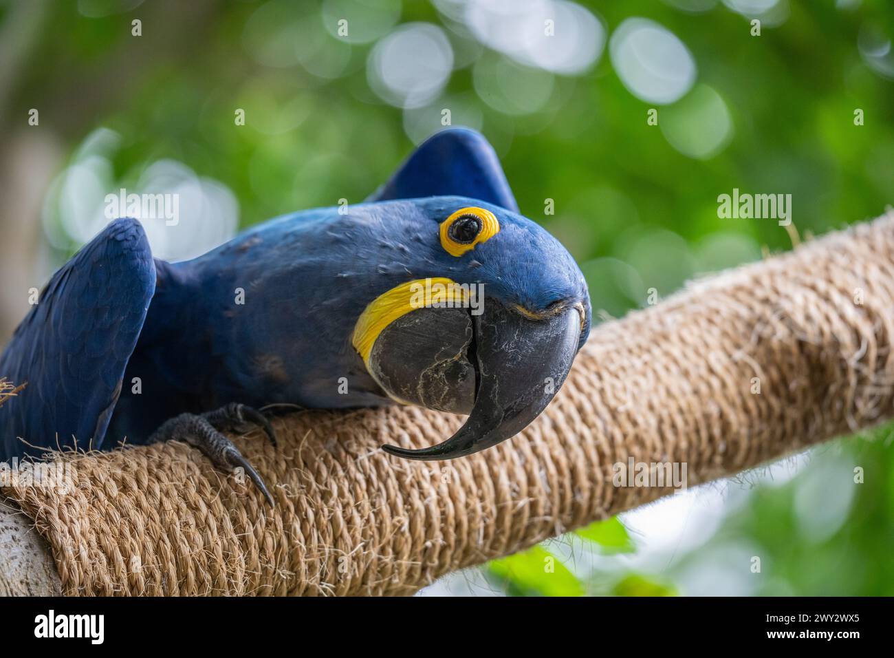 Gros plan de Bright Blue Macaw avec des yeux jaunes dans Aviary Banque D'Images